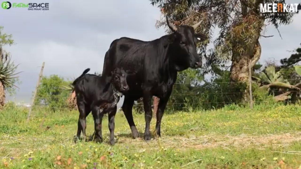 Lot 71 | CS 21-65 | Tafelsig Ngunis at the Nguni Regainer Auction on 12 October 2023