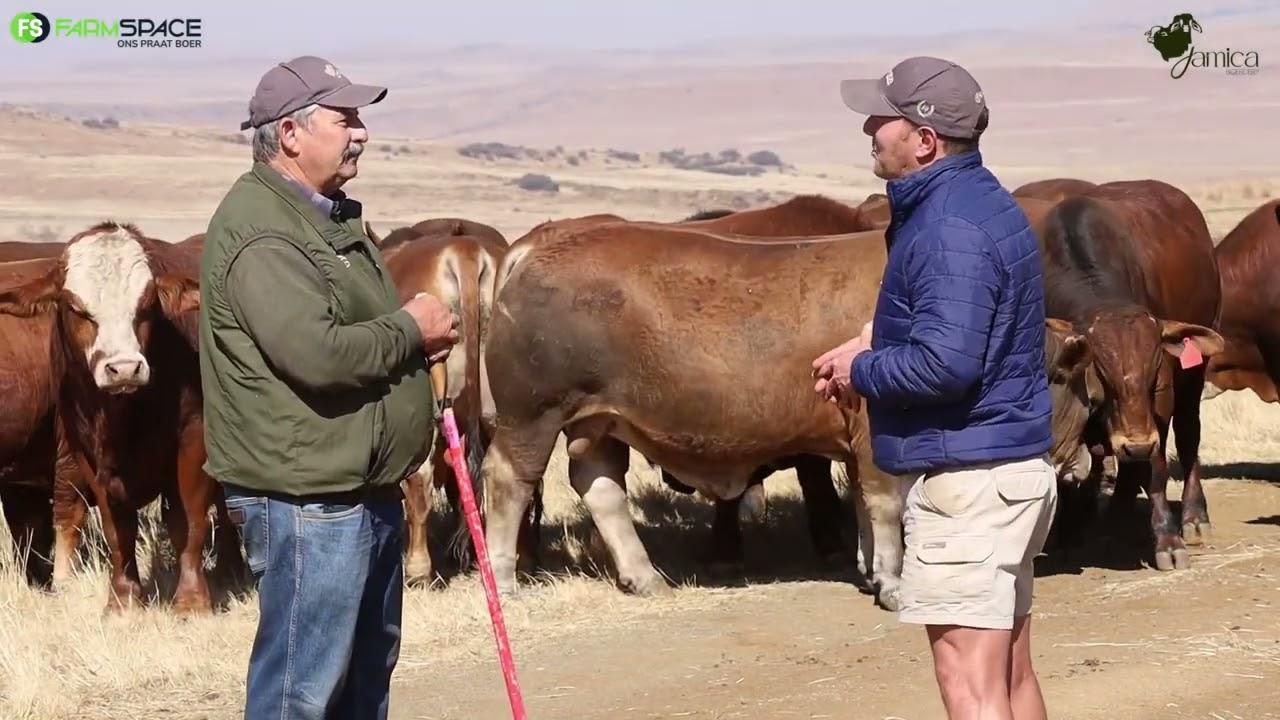 Jamica Boerdery spog met Brahmane en Simbras op hul veiling 15 Augustus 2024!