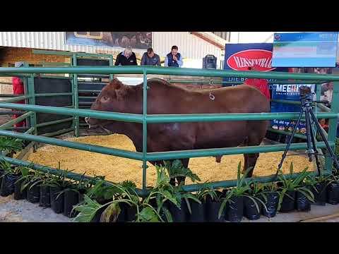 Gouwsberg Tuli Stud Auction from Bronkhorstspruit.