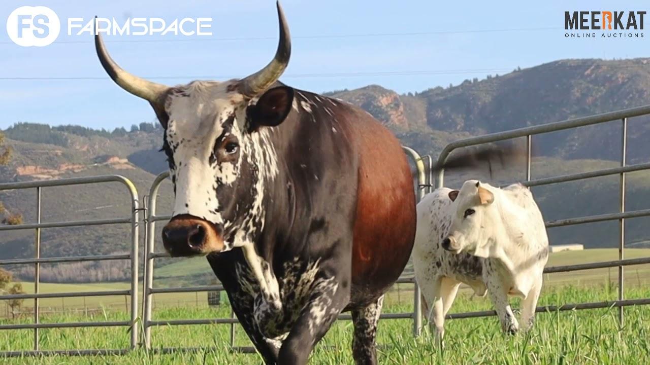 Nguni Nationale Regainer Veiling - EX 15 411 Lot 3