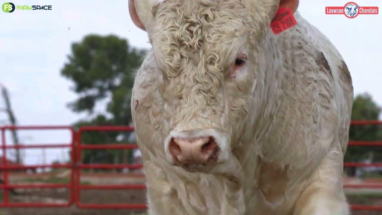 Witwarm Louwcoe Charolais Veiling - 12 Julie, Vryburg.