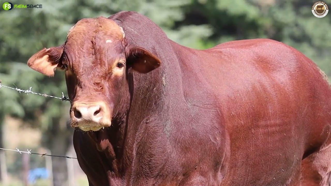 GRB 19-0223, spectacular bull is on offer at Grassfields Beef auction.