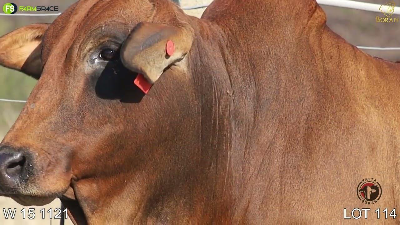 Lot 113 | W 15-1121 | Yatta Boran | Road to the Boran Nationals | 15 July 2023