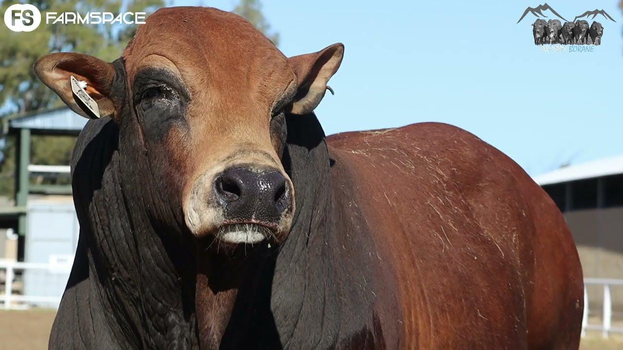 Drostdy Borane bied Lot 33, DBC 15-24 Monster Red, by die 2022 Boran Nasionale Veiling aan.