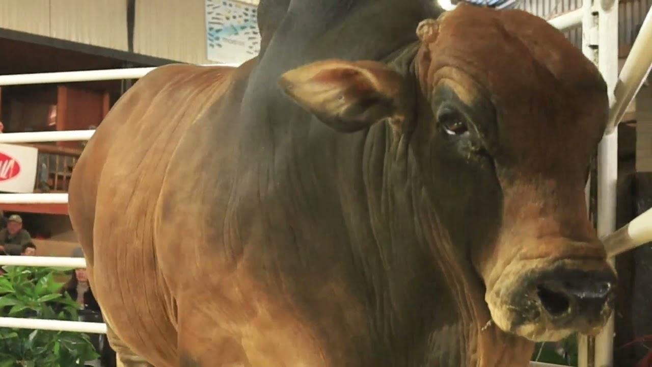 Boran National Auction 2021 - A Recap
