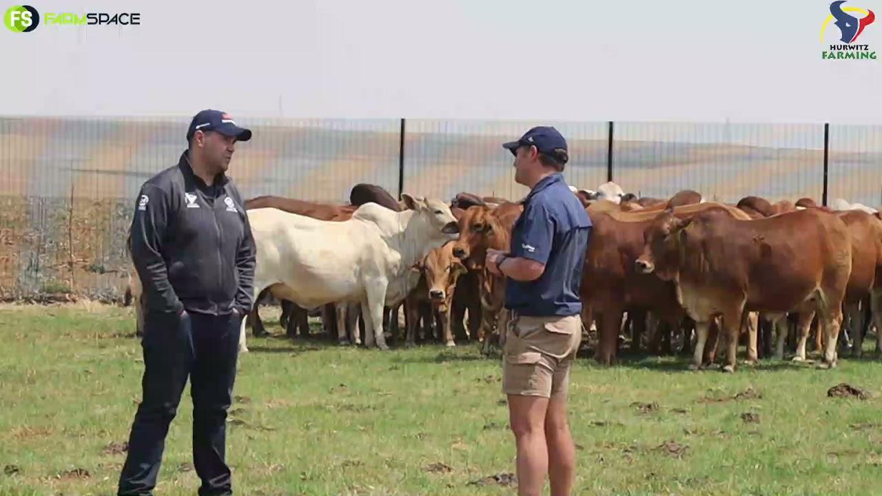Hurwitz Boran Summer Sale - 12 October 2021