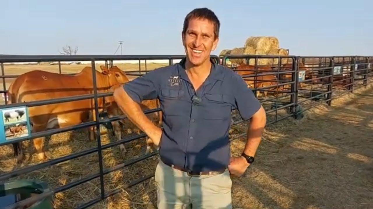 Wat is vir Stompie Olivier belangrik as dit kom by die seleksie van sy diere?