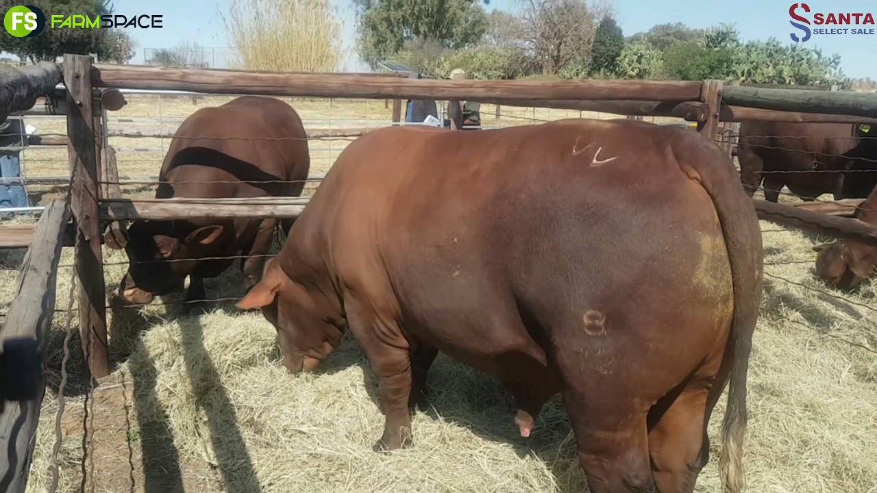 Lourens van Santa Select Sale oor hoekom hy met Santa Getrudis boer.