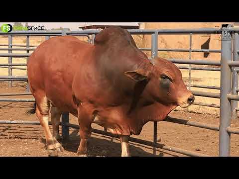 Hotspot Cattle Veiling - Afrika, 'n klipharde bul met al die regte lyne!