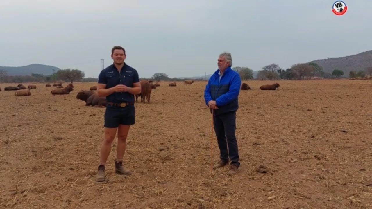 Genetics set in stone! Paul van V8 Beefmasters vertel ons waar alles vir hulle begin het.