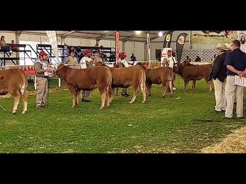 Limousin Championship 2022: Class 6 - Heifers 8-12 months