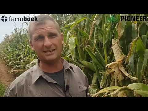 Roundup damage on a maize crop