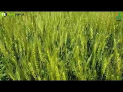 Sensako Bepsroeiingskoring - SST 895