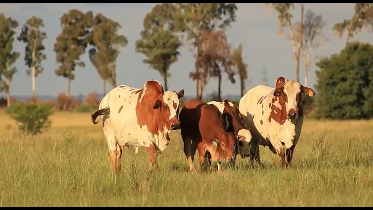 Fonteine Boran Auction 5 Junie 2021