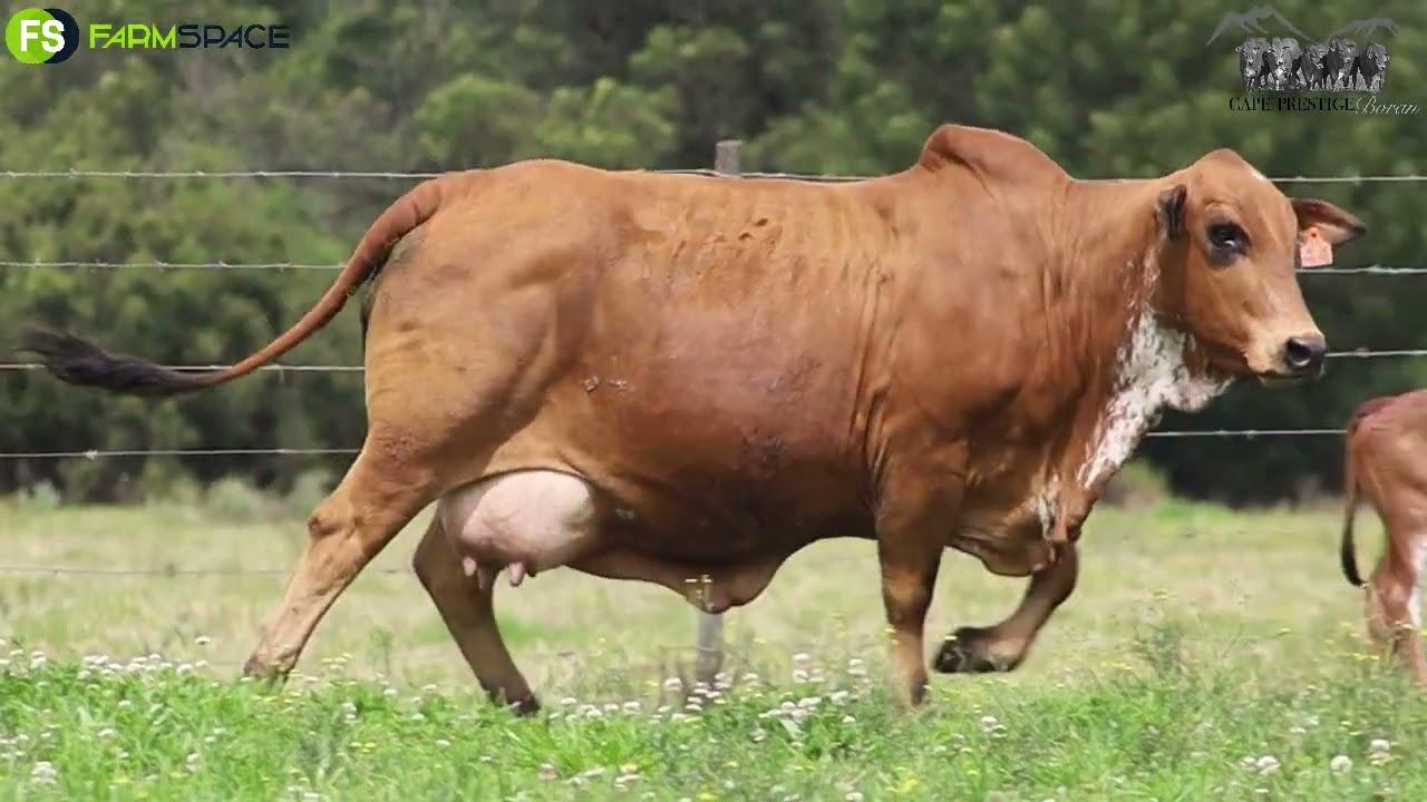 Drostdy Borane will have Lot 27 | HJ 16-44 on offer at the Cape Boran Prestige Auction, 12 Nov.
