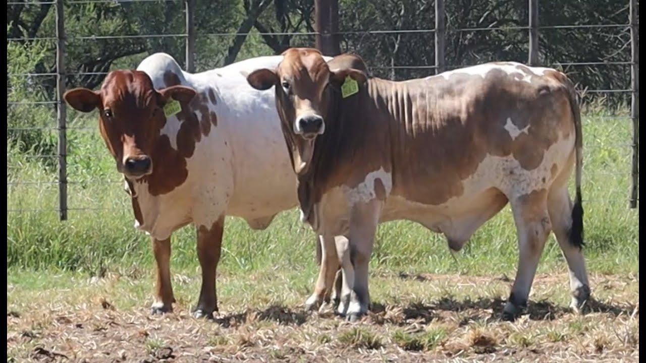 Mosdene proudly presents Lot 35 | BH 19-557 | Hannah at the Sale of the Bonts Auction, 25 March.