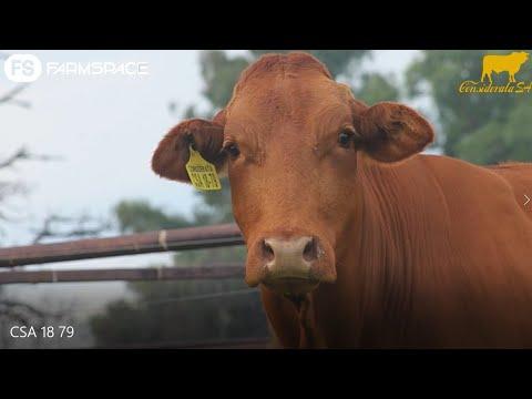 Considerata SA Presents: Lot 2 - CSA 18-79 - A Glenlands D Que Sera daughter with a polled calf.