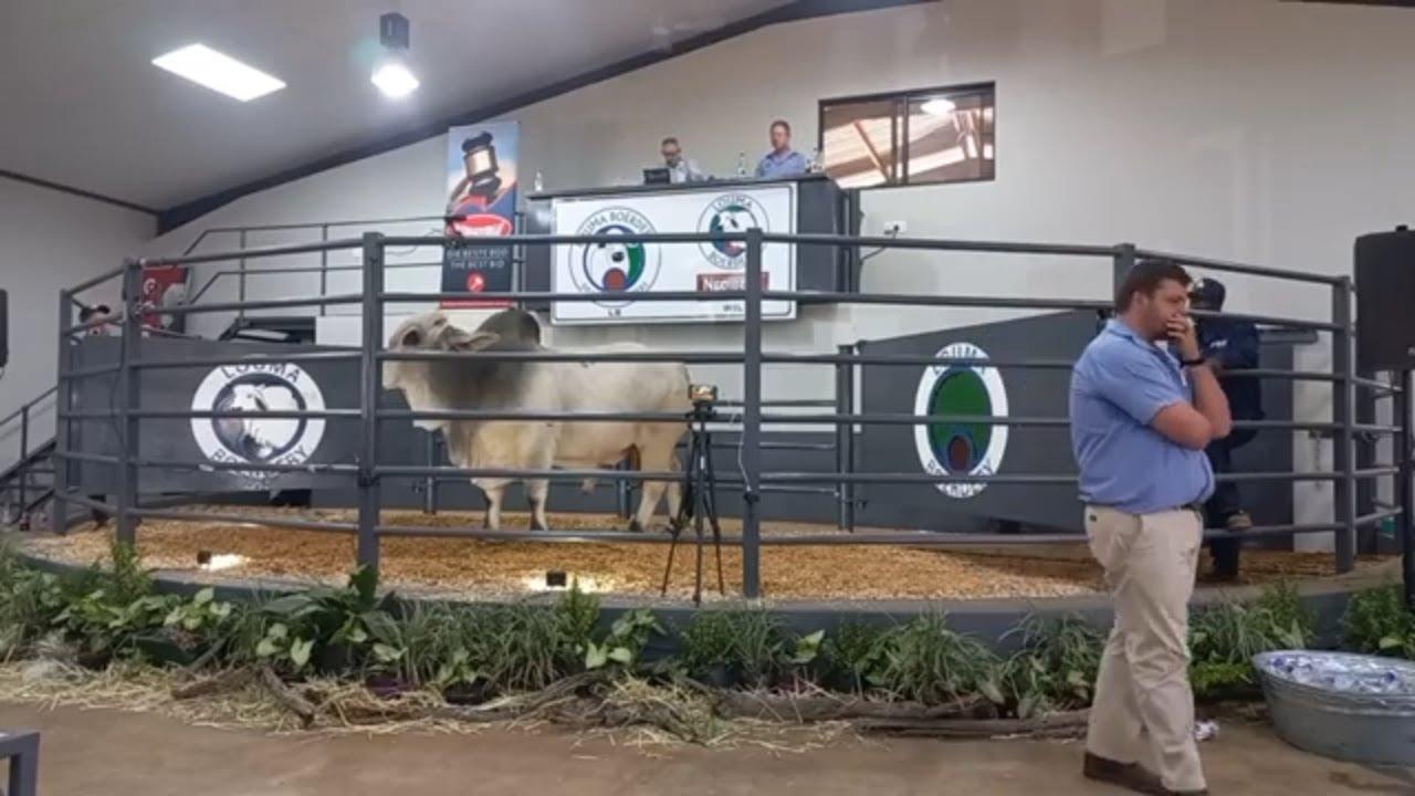 Regstreeks by Louma Boerdery | Nedibest Brahmane se eerste Produksie Veiling 2024 - Deel 2