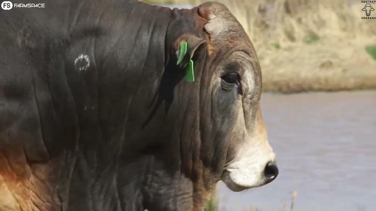 Eenvormigheid, geneties beproefde lyne en bulle waarop jy kan staatmaak.