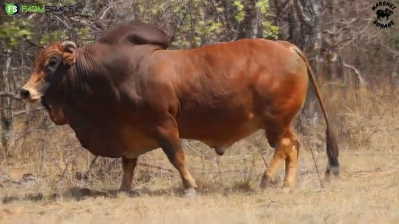 Marones presents MATLA MXM 16 292 - A Proven Boran Stud Sire