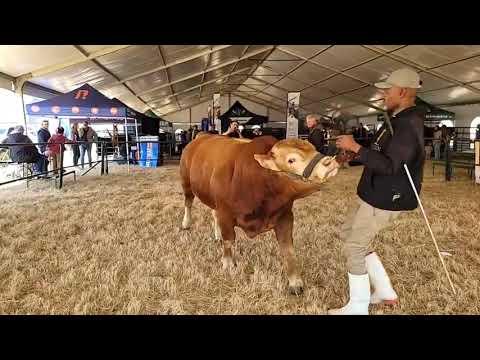 Limousins ras by KragDag 2023.