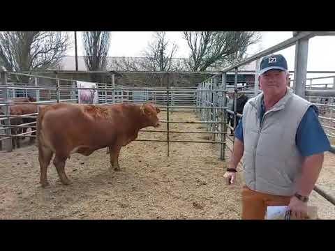 Marius Barkhuizen by die Droughtmaster Eastern Club Sale