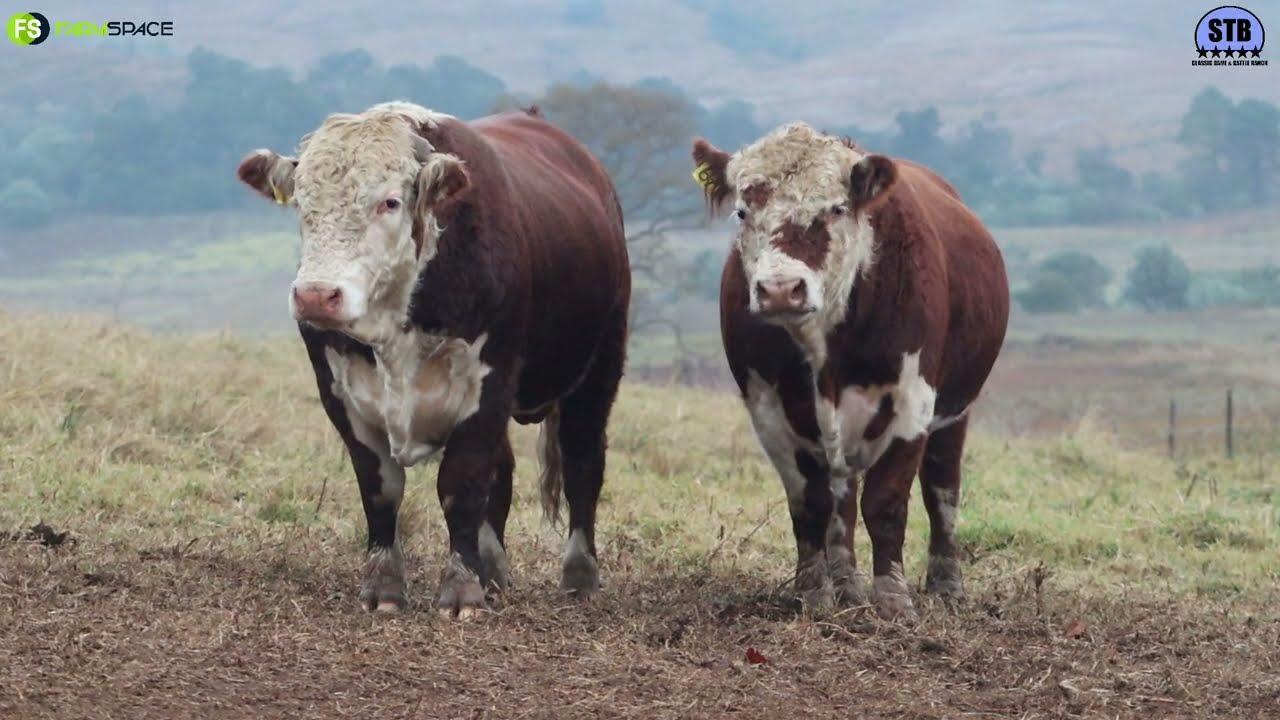 Stey Braes 25th Annual Production Auction 2022 - Hereford Promo