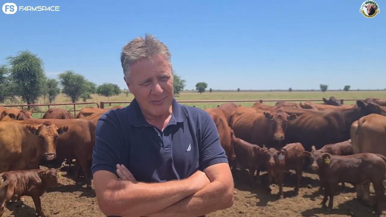 Chris Visser gesels oor hulle boerdery asook die Skatkis Bonsmaras veiling van 2 November.
