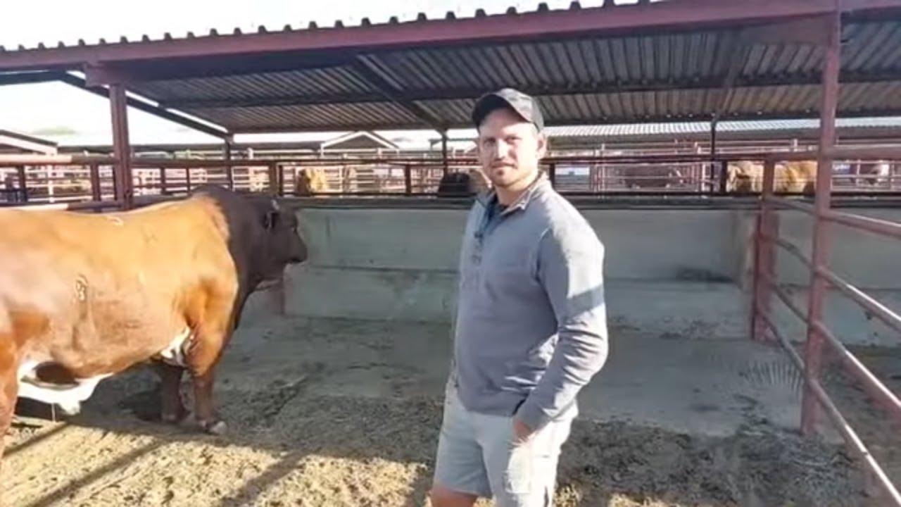 Paul van V8 Beefmasters vat ons deur sy top vroulike en manlike lotte voor V8 Beefmasters Veiling.