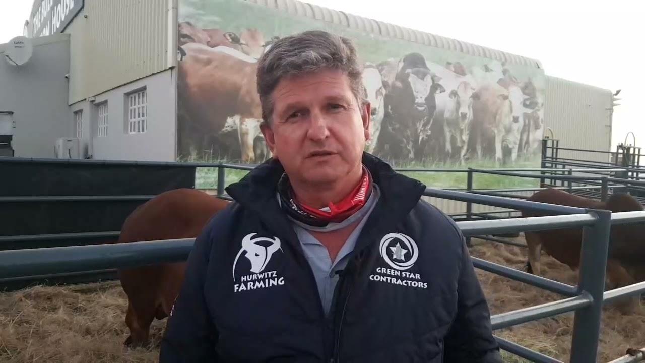 Christopher Havenga oor die beeste hier by Hurwitz Boran Produksie Veiling 2021