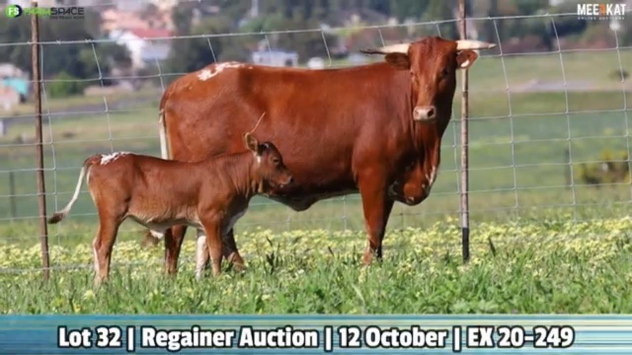 Lot 32 | EX 20-249 | Exteen Ngunis at the Nguni Regainer Auction on 12 October 2023