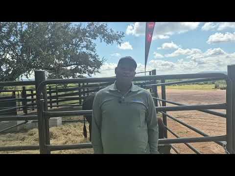 Dr. Gabriel Ngomane gives us his thoughts on the Mambushi and Friends Auction.