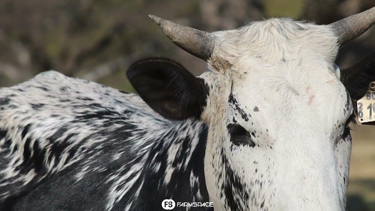 Northfield Nguni's bied Lot 40 - NRF 20-190 by die Nguni Regainer Groep Veiling, 13 October, aan.