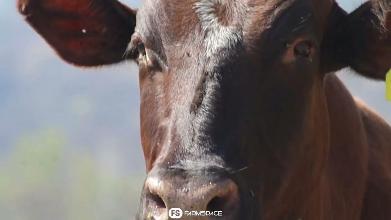 Glen Falloch Nguni's bied Lot 29 - VA 9-22 by die Nguni Regainer Groep Veiling, 13 Oktober, aan.