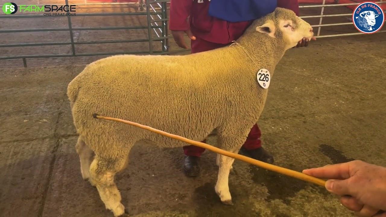 Hoe weet jy of n Junior ram gaan waarde toevoeg tot jou kudde?