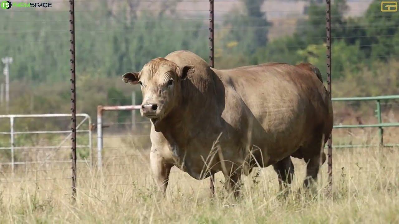 Gouwsberg Tuli Stud bied met trots aan G 18 - 188 op 30 Mei 2024