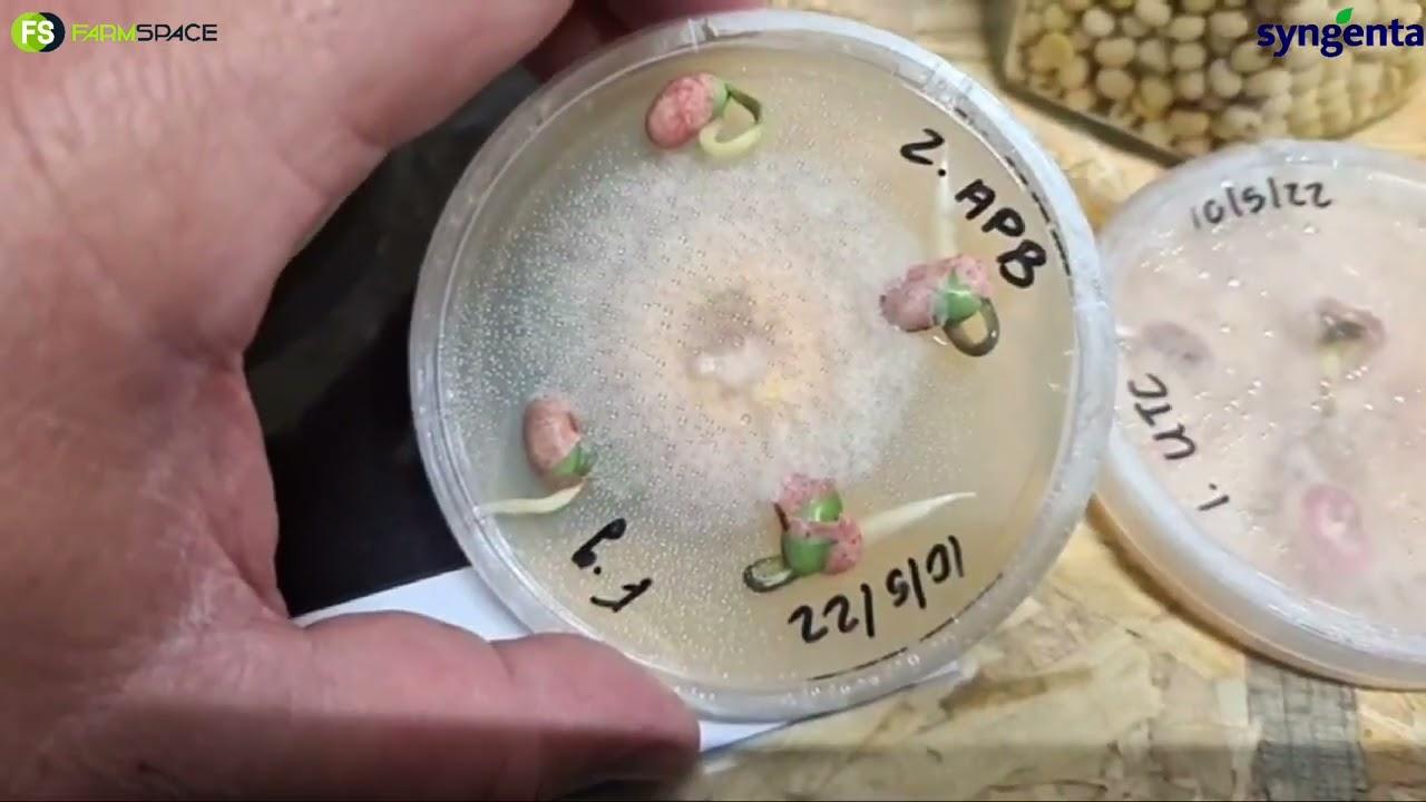 Hoekom moet ek sojasaad dip? Syngenta Seedcare is by Nampo 2022.