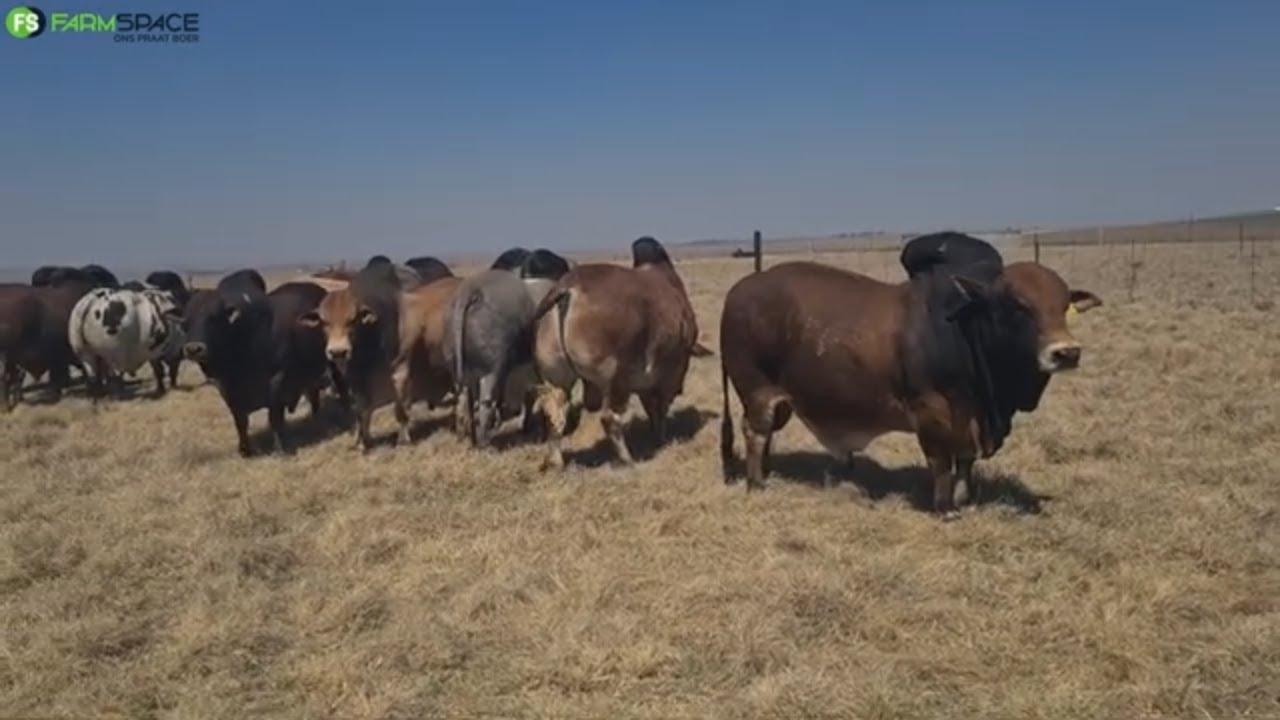 Hurwitz Summer Sale Bulls 10 Oktober 2023