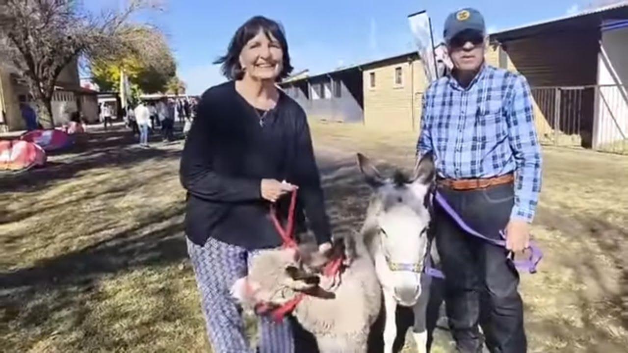 Het jy al 'n miniatuur donkie gesien? Hier op Nampo 2026 is van hulle.