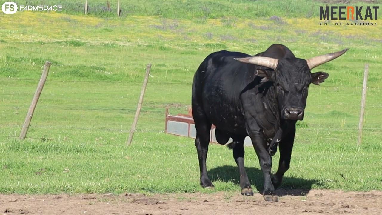 Regainer Auction - Tafelsig Nguni Presents CS 15 81 Lot 18