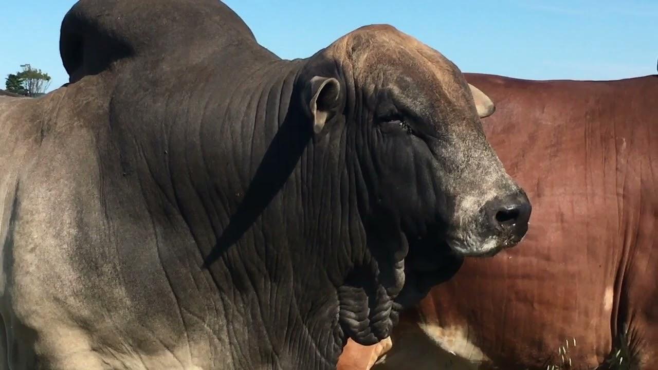 Cape Prestige Boran Auction - 13 November 2021, Mossel Bay