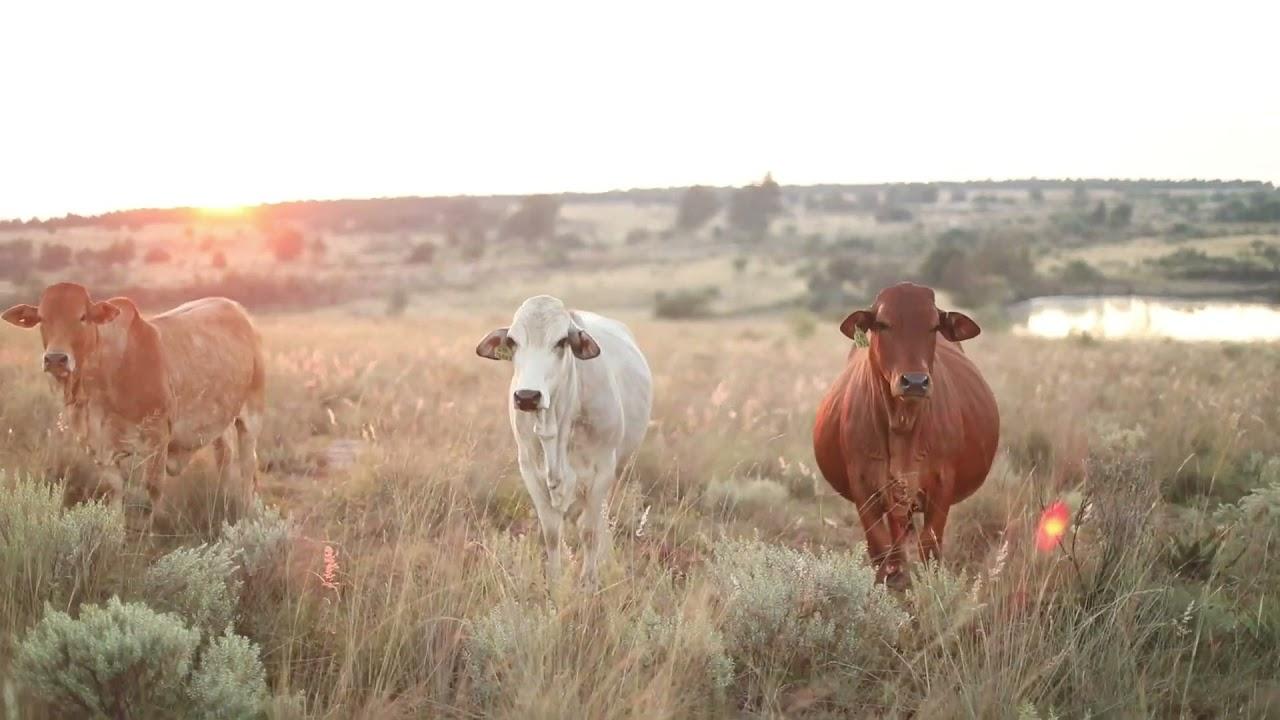 Boran National Auction 2021- The Best of The Boran, Under one Roof