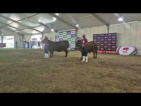 Santa Gertrudis SA Nasionale Skou, Junior Vroulike Kampioenskap regstreeks vanaf Bloem Show 2024