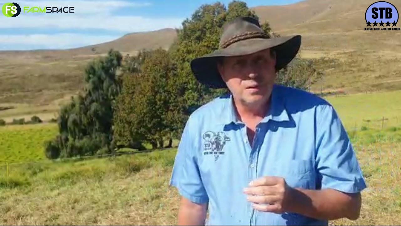 Craig van Stey Braes Stoet oor die geskiedenis, STB lyne en hulle opkomende veiling