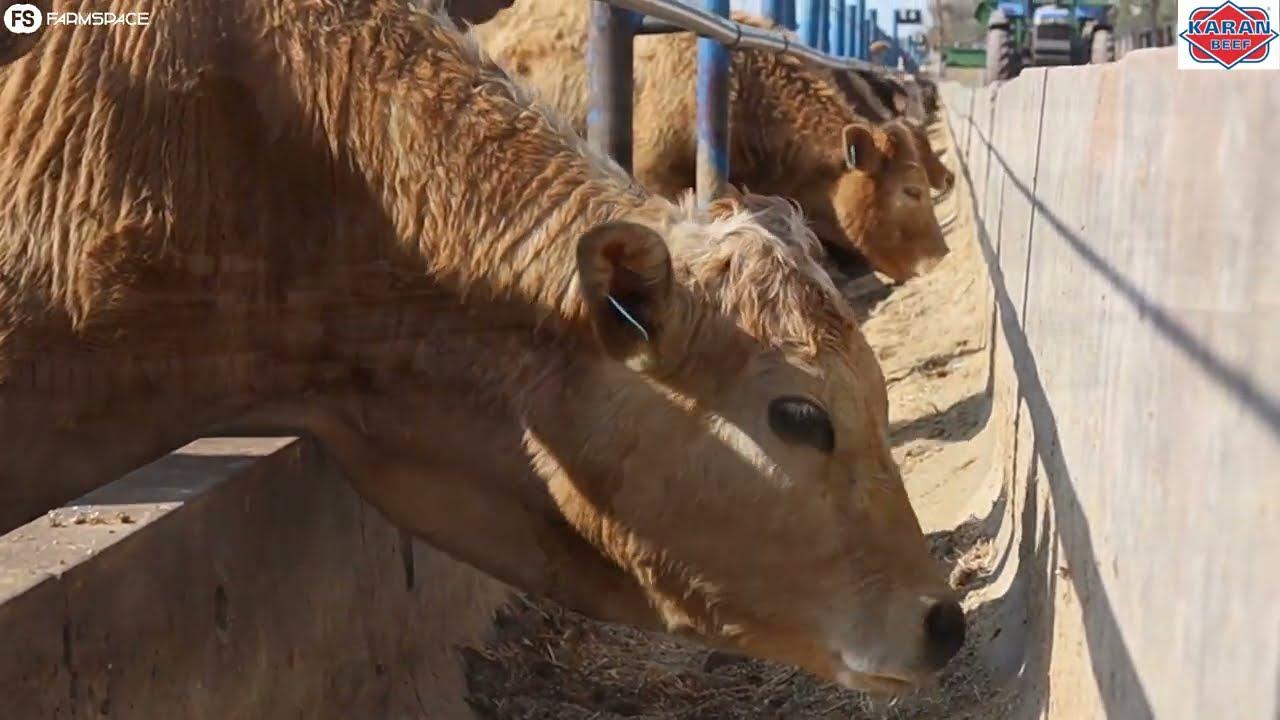 Karan Beef se betrokkenheid by Agriculture.Golf asook hul stasies regoor die land.