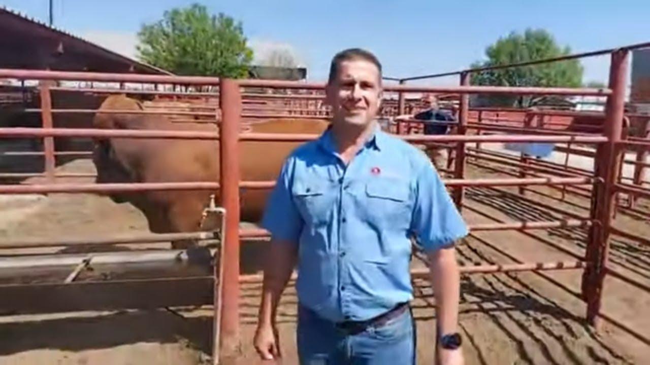 Handre Maree van Aucamp Maree Beefmasters vertel ons watse inpak Hilux op hulle kudde gehad het.