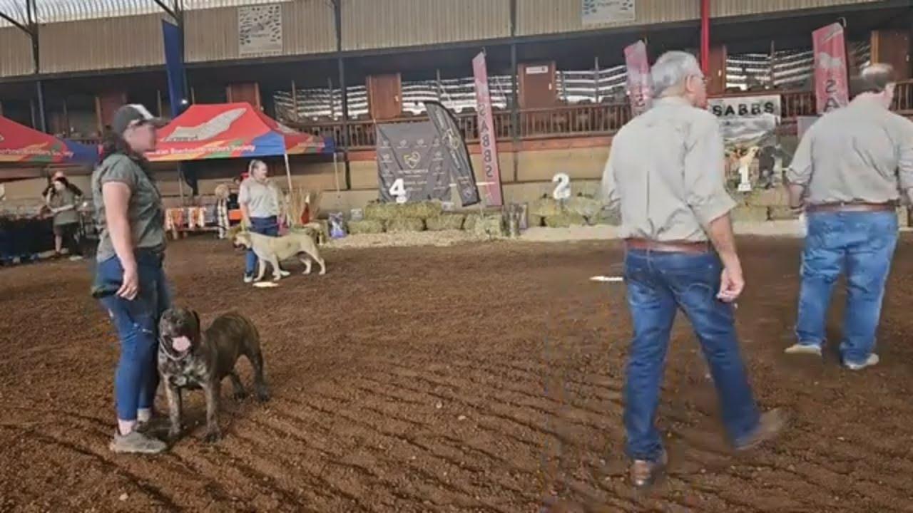 SABBS se Internasionale Skou en Ekspo 2023 is goed op dreef.