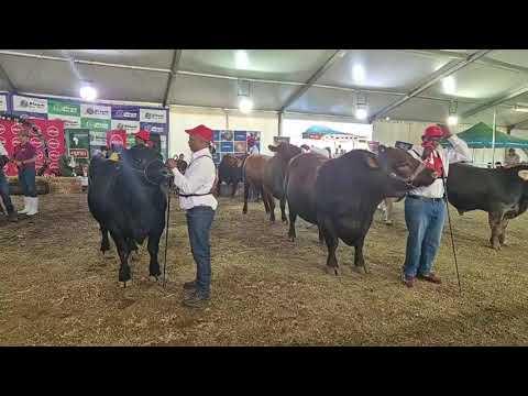 Absa en Bloem Show 2024 - Interbreed Competition Live from Bloemfontein.