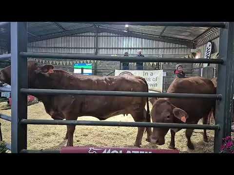 Part 2: Grassfields Beef Production Auction live from Grassfields Beef Droughtmasters.