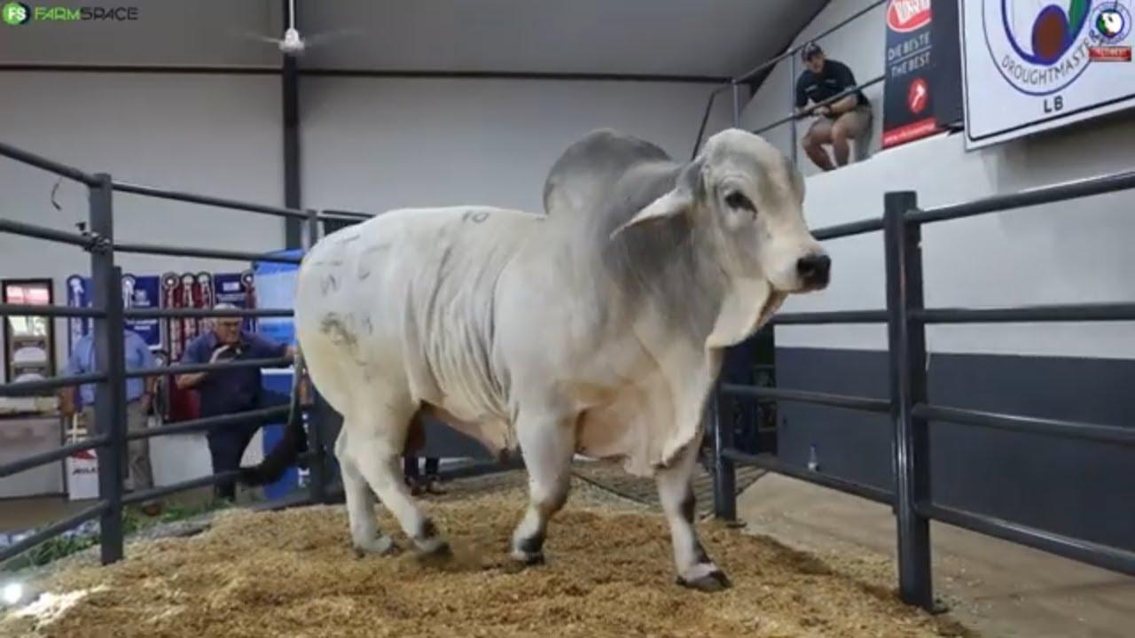 Kyk terug na Nedibest Brahmane se eerste produksie veiling gehou op die 1ste Februarie 2024